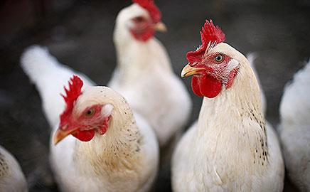 action against the spread of Avian Flu