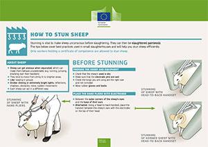 aw_prac_slaughter_factsheet-2018_stun_sheep.jpg