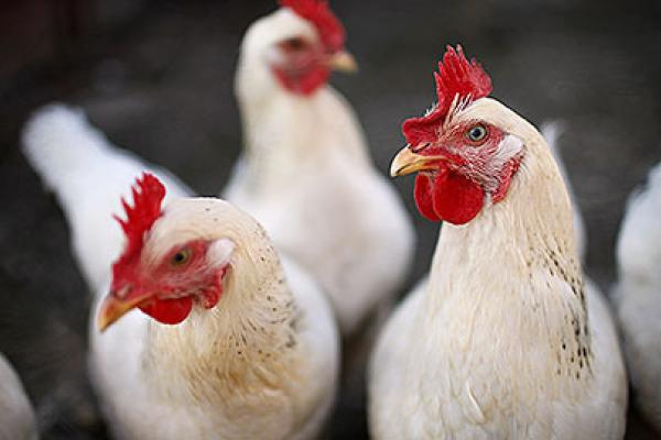 action against the spread of Avian Flu