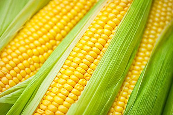 GMOs: Commission authorises GMOs for food/feed use