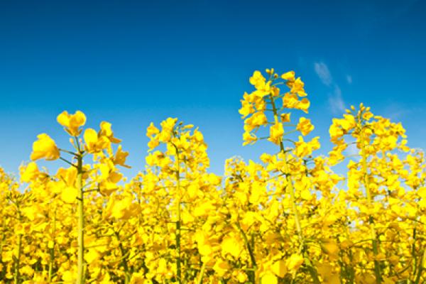 Rapeseed plant and rapeseed field